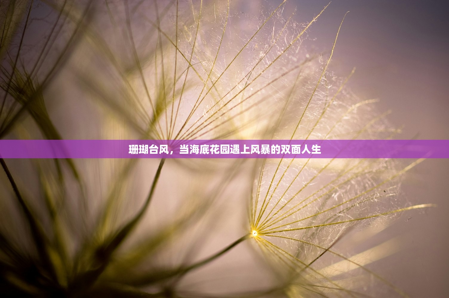珊瑚台风,当海底花园遇上风暴的双面人生 珊瑚台风,当海底花园遇上风暴的双面人生